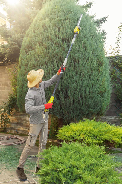 Best Tree Preservation Services  in Aubrey, TX